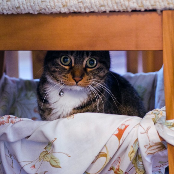 Rico in the DIY cat hammock