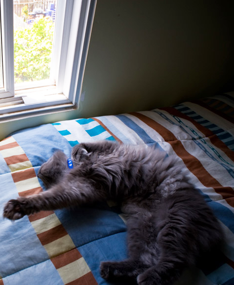 Cat with horned paws, obscured by fluffiness