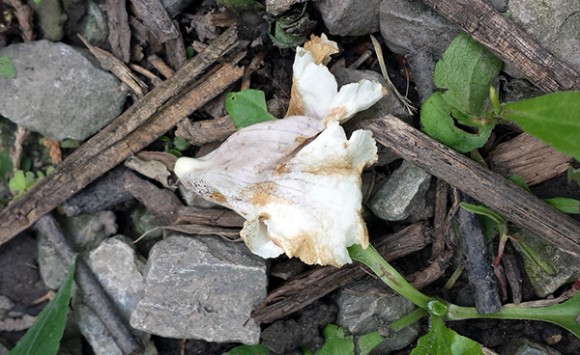 western catalpa blossom