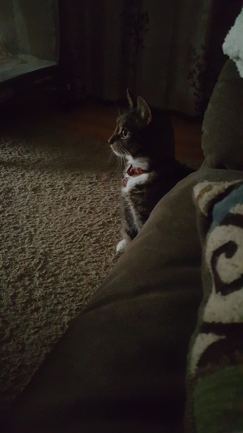 Here is Rico watching a hockey game at 10 PM, for example