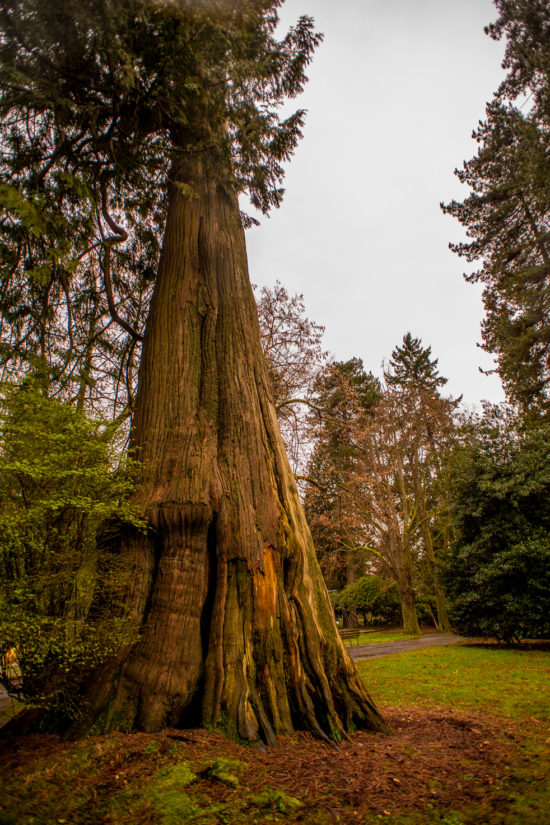 Best tree