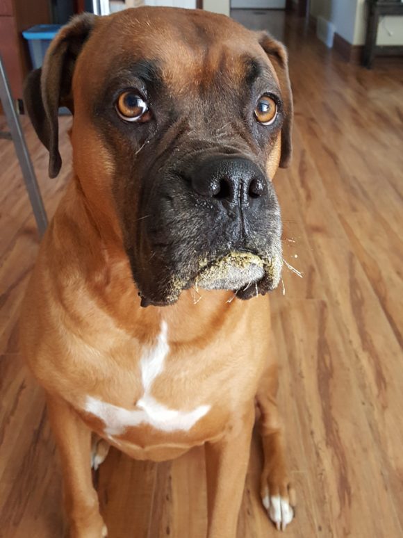 Junior