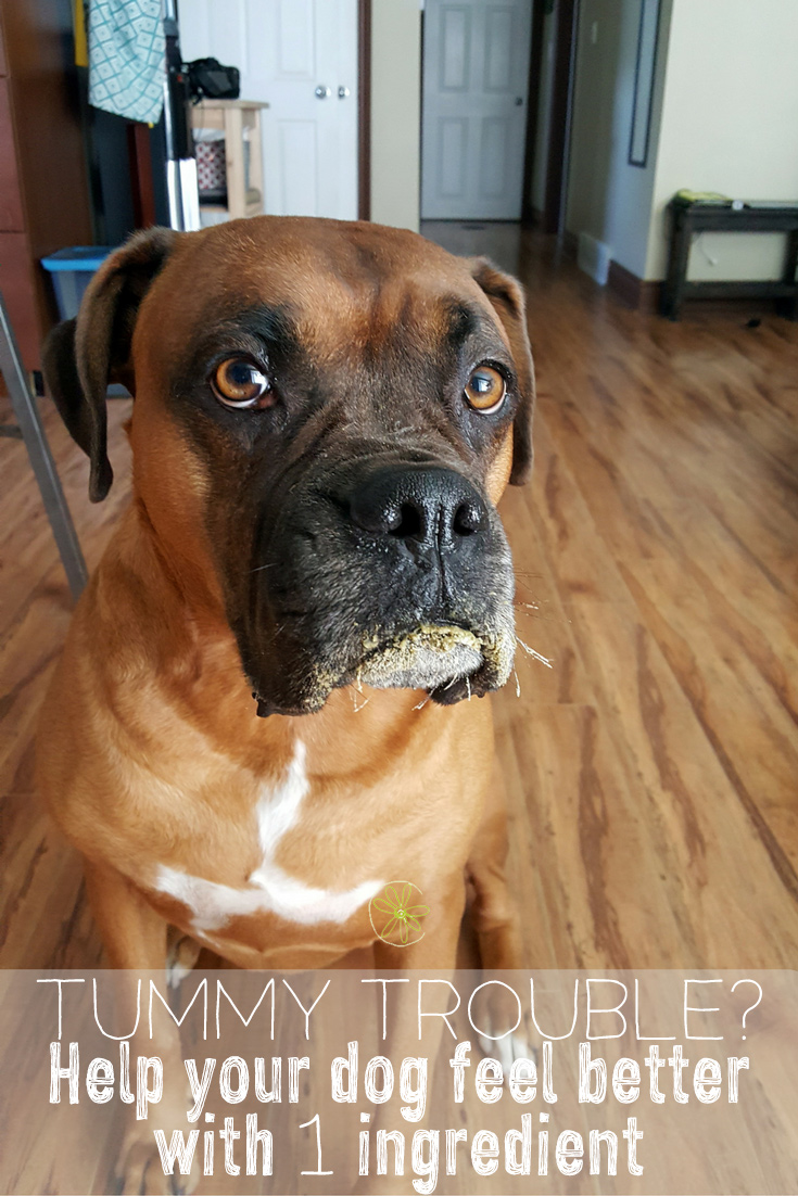 Stop your dog's tummy pain with 1 ingredient Commatose.ca